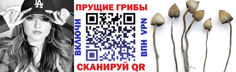 Псилоцибиновые грибы GOLDEN TEACHER  darknet официальный сайт  Барнаул  что такое наркотик 